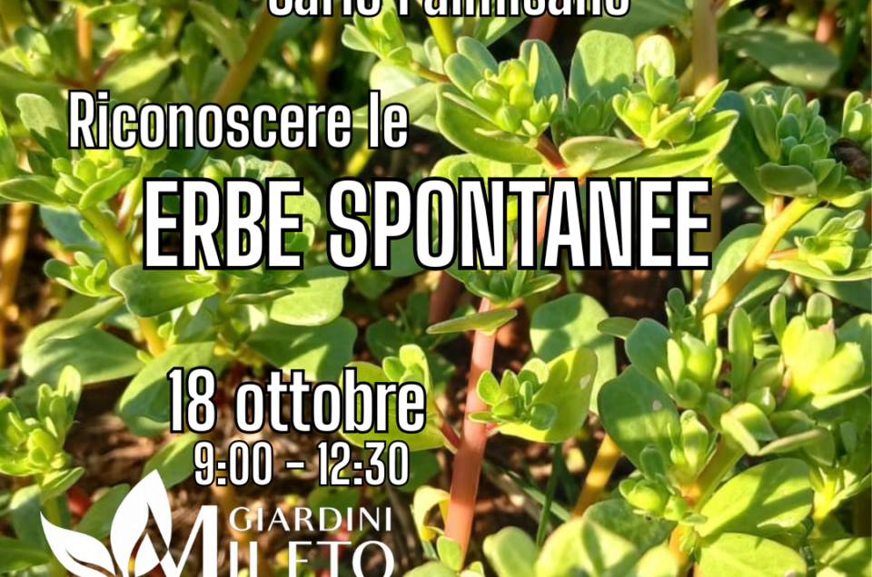 18 Ottobre 2026 🌿Riconoscimento erbe spontanee